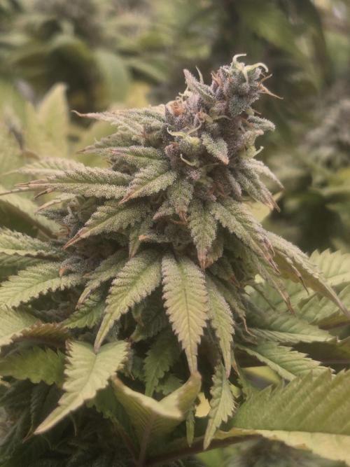 Shadowgenetics-Test. Week 17