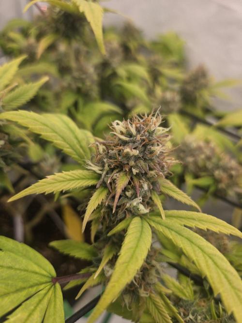 Shadowgenetics-Test. Week 17