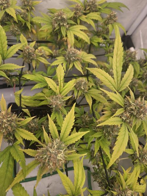Shadowgenetics-Test. Week 17