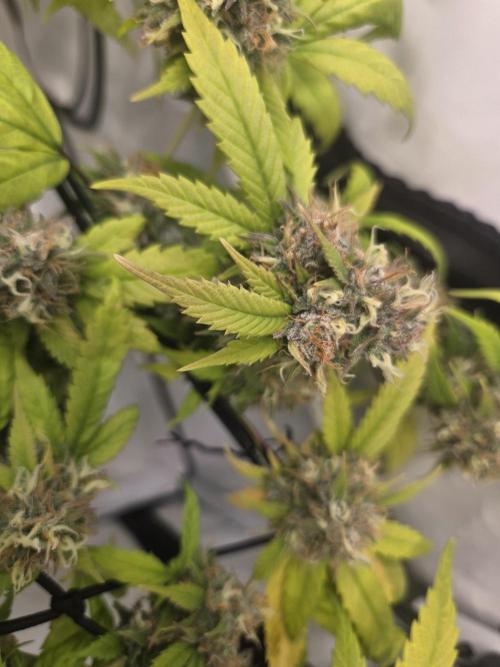 Shadowgenetics-Test. Week 17