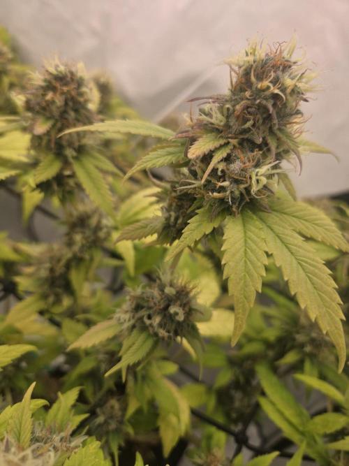 Shadowgenetics-Test. Week 17