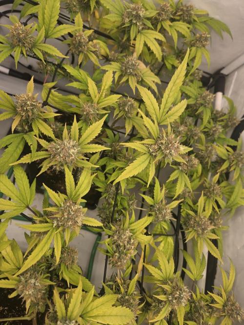 Shadowgenetics-Test. Week 17