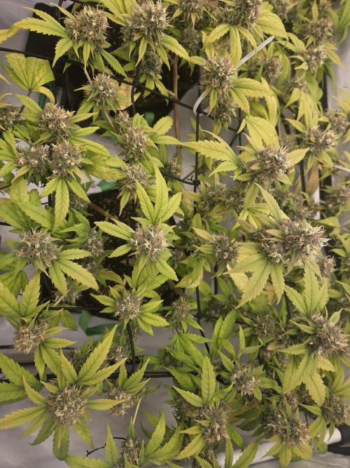 Shadowgenetics-Test. Week 17