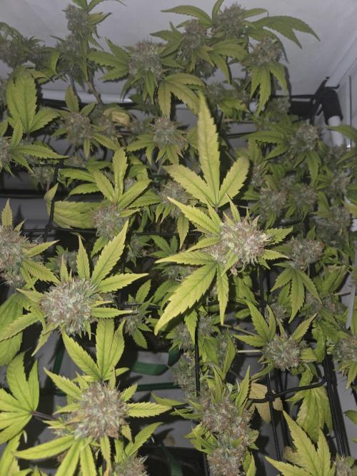 Shadowgenetics-Test. Week 18