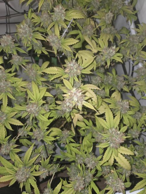 Shadowgenetics-Test. Week 18
