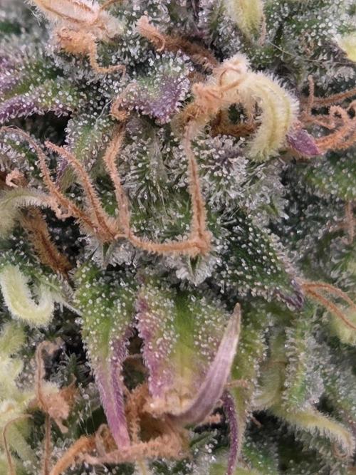 Shadowgenetics-Test. Week 18
