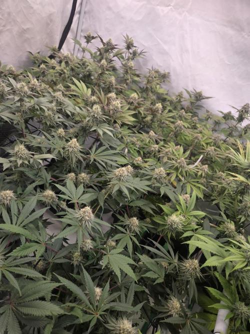 Test Ethos. Week 14