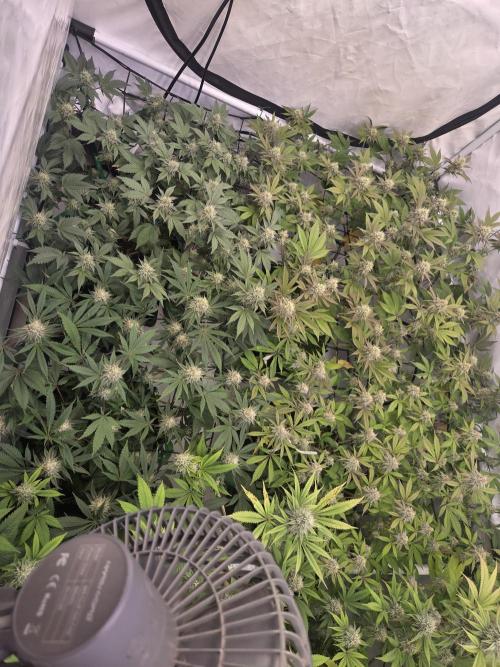 Test Ethos. Week 14
