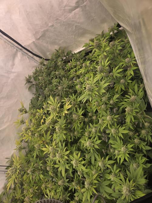 Test Ethos. Week 14