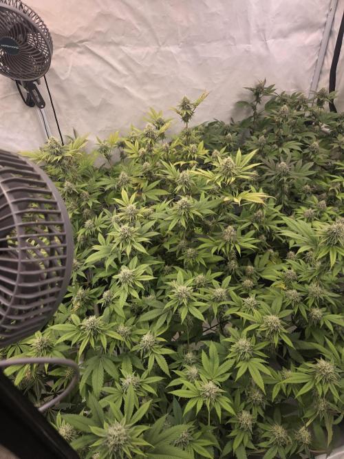 Test Ethos. Week 14
