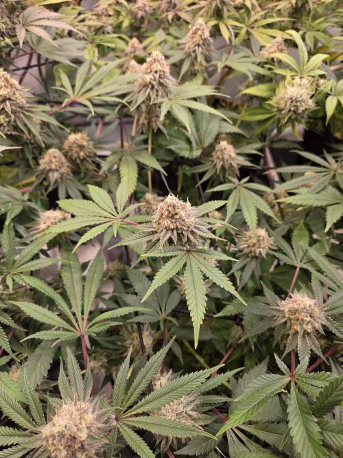 Test Ethos. Week 15