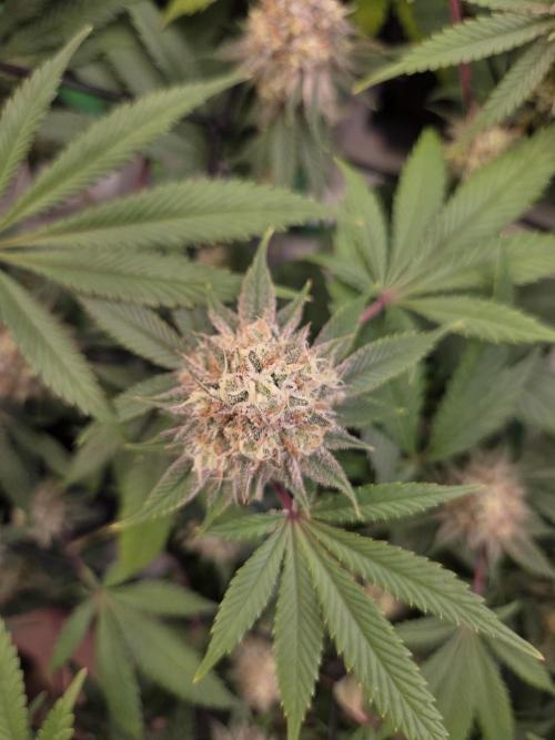 Test Ethos. Week 15
