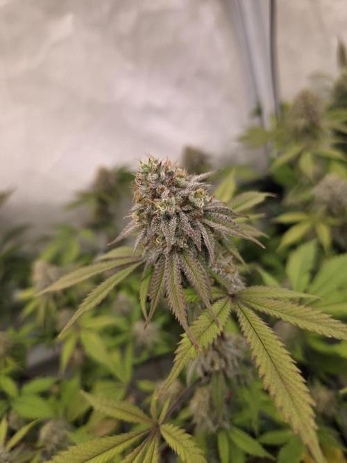 Test Ethos. Week 15