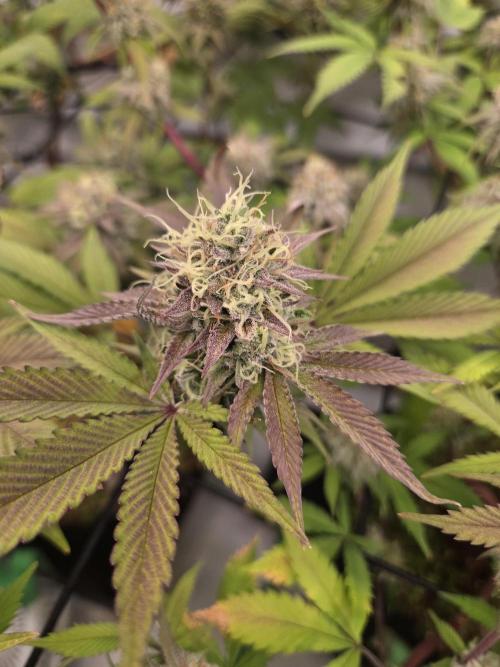 Test Ethos. Week 15