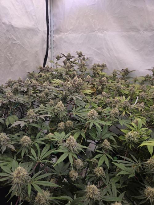 Test Ethos. Week 15