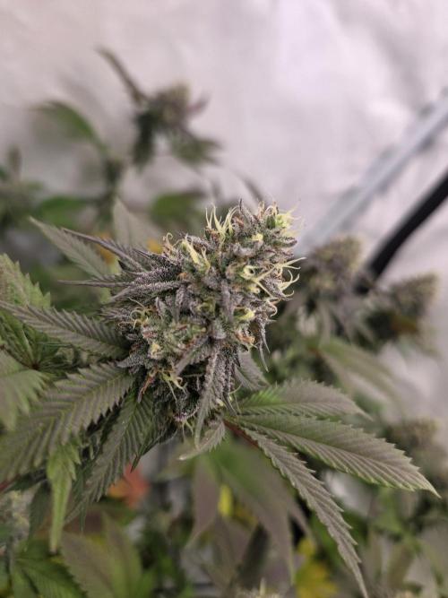 Test Ethos. Week 15