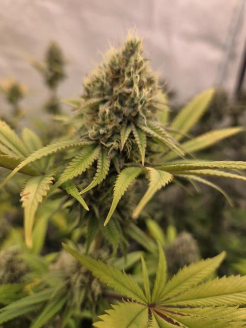 Test Ethos. Week 15