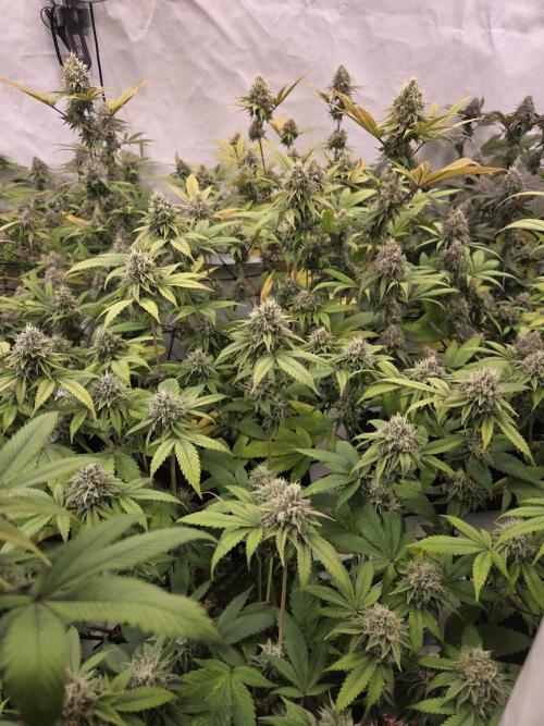 Test Ethos. Week 15