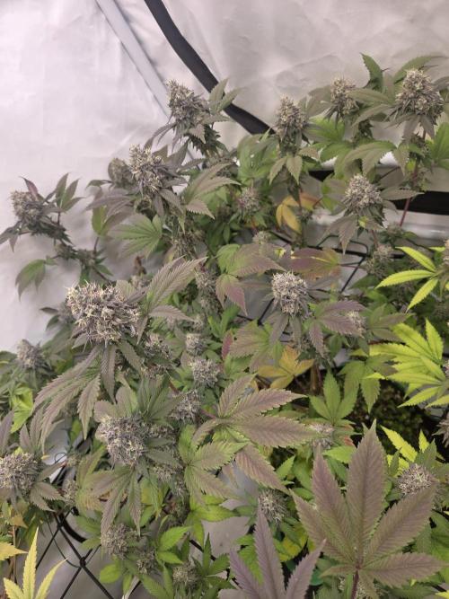 Test Ethos. Week 16