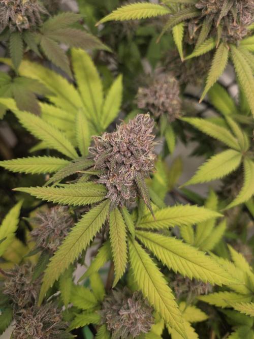 Test Ethos. Week 16