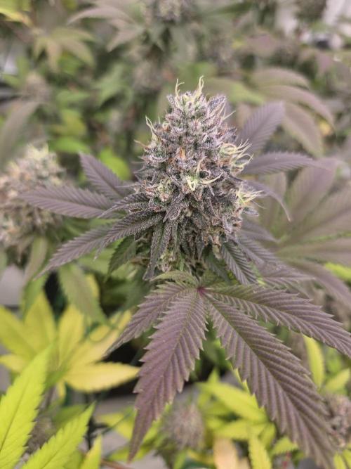 Test Ethos. Week 16