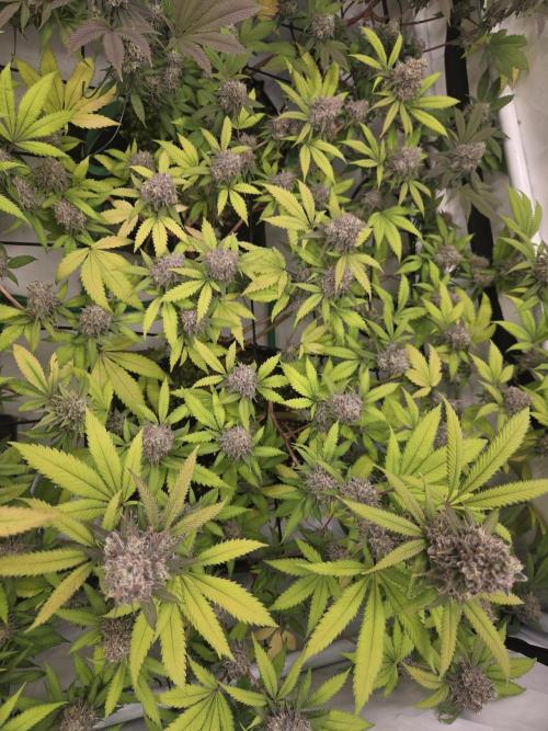 Test Ethos. Week 16