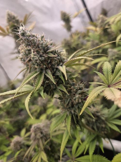 Test Ethos. Week 16