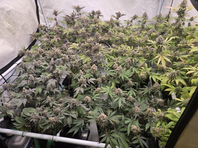 Test Ethos. Week 16