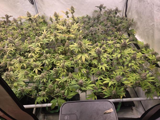 Test Ethos. Week 16