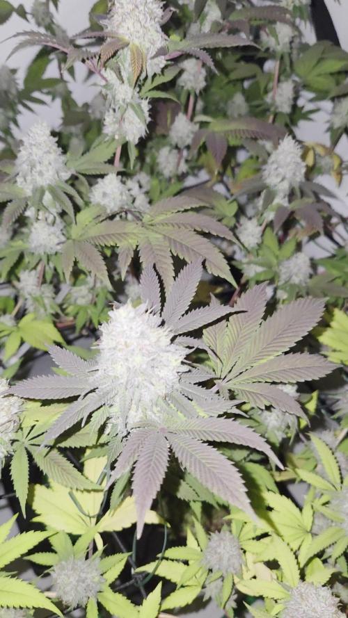 Shadowgenetics-Test