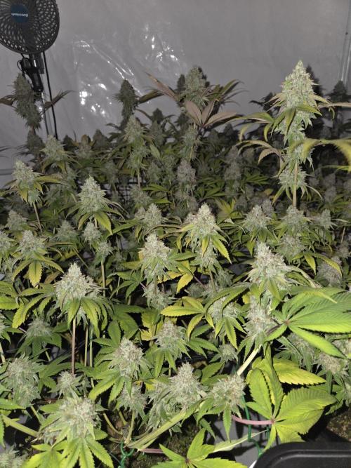 Test Ethos. Week 18 - Mandarin cookie