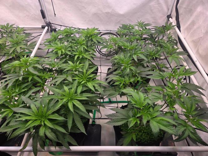 Test V. Week 9