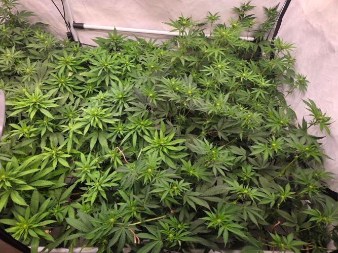 Test V. Week 11