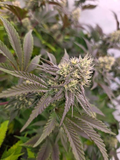 Test V. Week 13