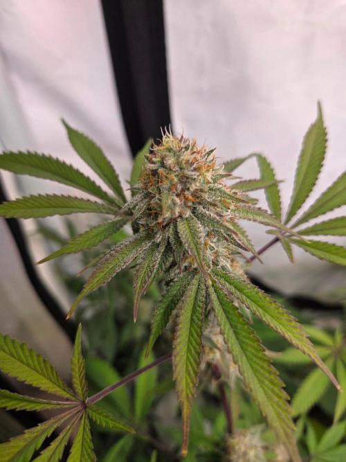 Test V. Week 13
