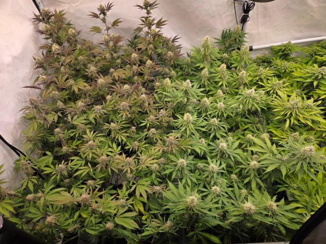 Test V. Week 13