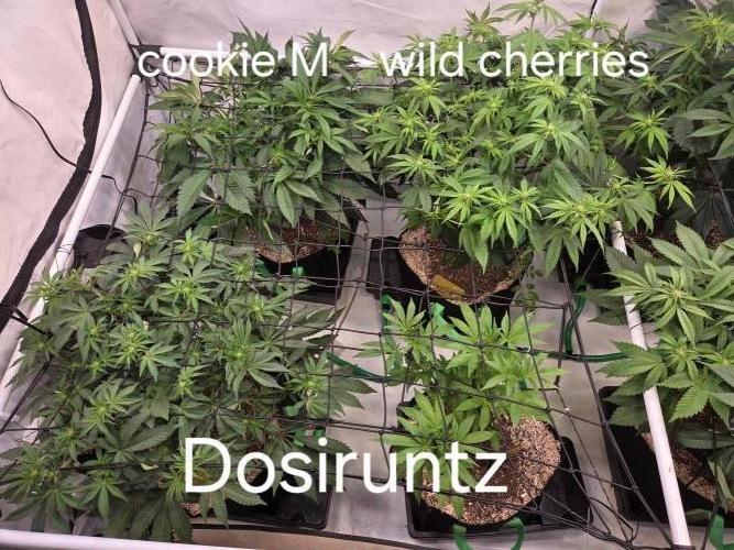 Erste  ALIEN-Bewässerungssystemen. Week 10