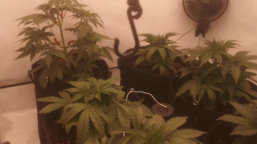 First Autogrow....cherry cola/big bud