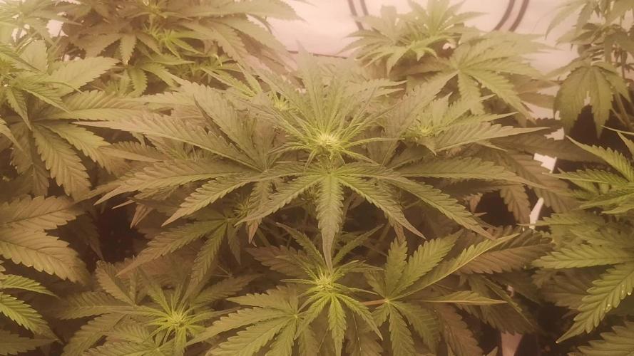 First Autogrow....cherry cola/big bud
