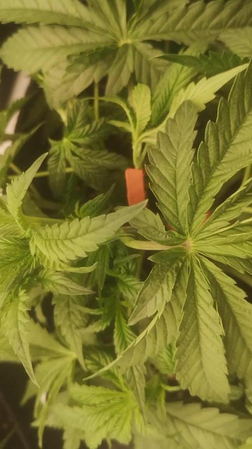 First Autogrow....cherry cola/big bud