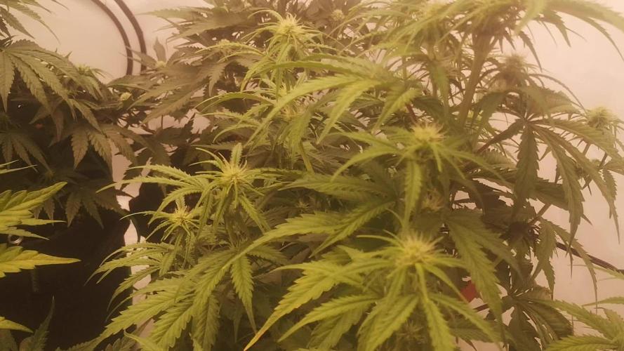 First Autogrow....cherry cola/big bud