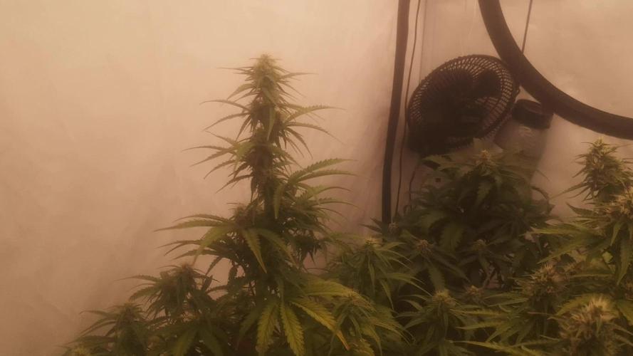 First Autogrow....cherry cola/big bud