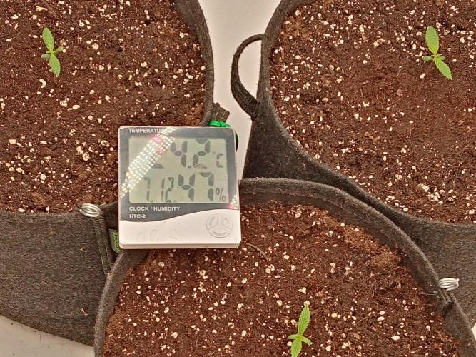 Strawberry Gorilla. Week 1