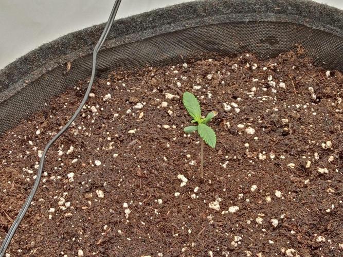 Strawberry Gorilla. Week 1