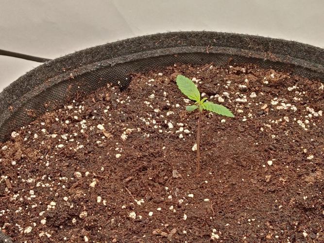 Strawberry Gorilla. Week 1