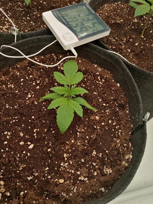 Strawberry Gorilla. Week 2