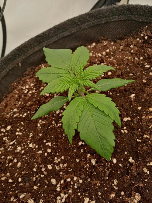 Strawberry Gorilla. Week 2