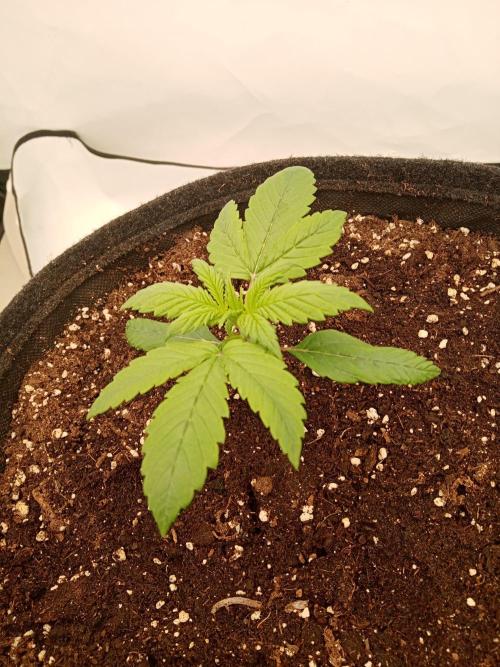 Strawberry Gorilla. Week 2