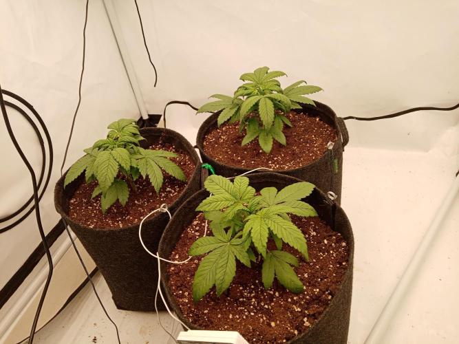 Strawberry Gorilla. Week 3