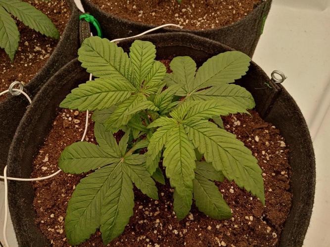 Strawberry Gorilla. Week 3